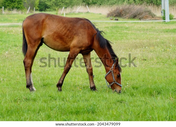 Horses on a farm in a spring\
meadow