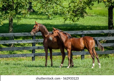 Horses On A Field, Near Lexington, Kentucky.