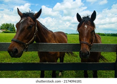 Horses On A Kentucky Horse Farm Looking Over A Black Board Fence