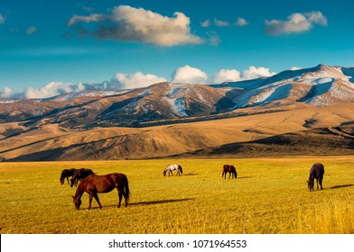 Horses on a pasture, near Almaty city, Kazakhstan