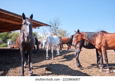 Horses On The Ranch. Horse Breeding Farm For Sports And Tourism.