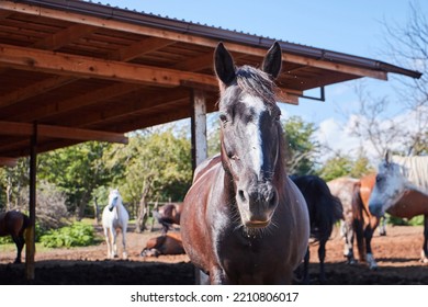 Horses On The Ranch. Horse Breeding Farm For Sports And Tourism.