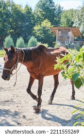 Horses On The Ranch. Horse Breeding Farm For Sports And Tourism.