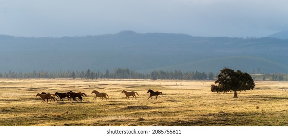 Horses On A Ranch As A Storm Begins To Roll Into Central Oregon With The Cascade Mountains In The Background