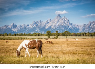 Horses on the Range in front of Grand Tetons