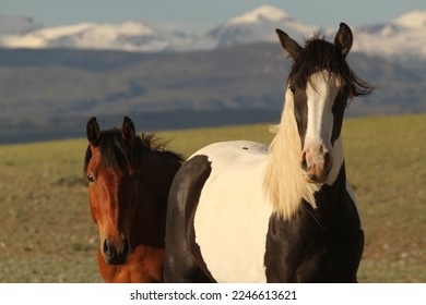 Horses on the range, Sublette County, Wyoming