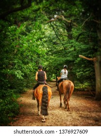 Horses On Wimbledon Common