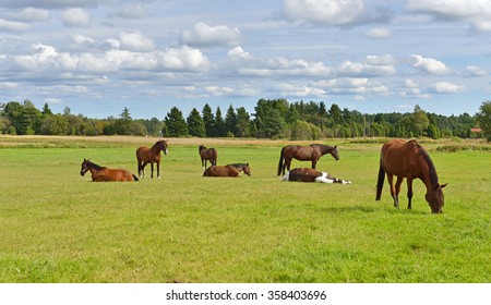 Horses in pasture. Rural landscape