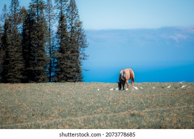 Horses In A Pasture Surrounded By Birds On The Side Of Haleakala Mountain With The Ocean And Clouds In The Background