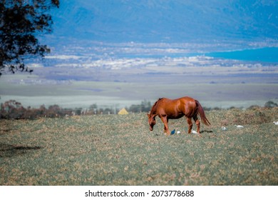 Horses In A Pasture Surrounded By Birds On The Side Of Haleakala Mountain With The Ocean And Clouds In The Background