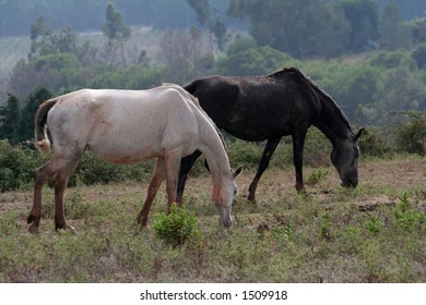 Horses pasturing