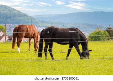 Horses Pinch Grass Behind An Electric Fence Against A Village Background