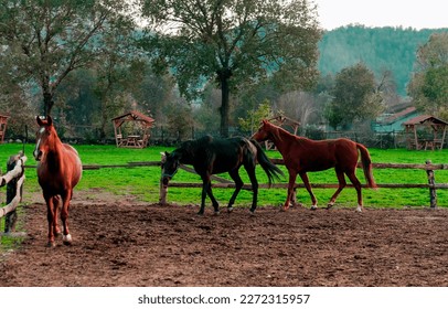 horses playing free in paddock at horse farm in village 