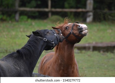 horses playing