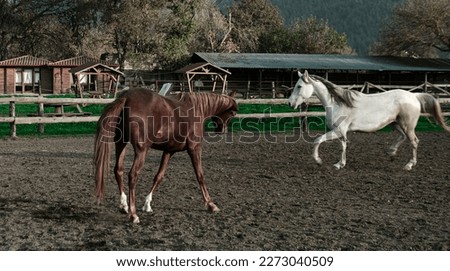 horses playing in paddock horsemanship, open air riding club, brown and white horses
