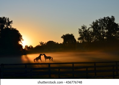 125,597 Horses playing Images, Stock Photos & Vectors | Shutterstock