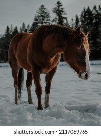 Horses In The Pnw Snow