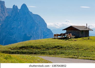 Horses and ponies gathering by a stable on the grassy meadow and rugged Schlern mountain peaks dominating the background under blue sunny sky, in Seiser Alm (Alpe di Siusi), Dolomites, Italy, Europe