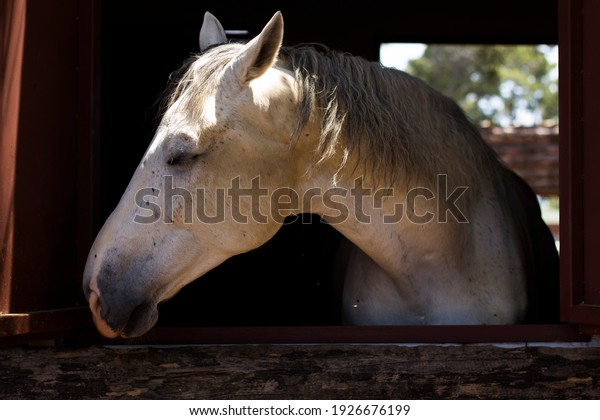 Horses ponnies farm life\
kissing horses