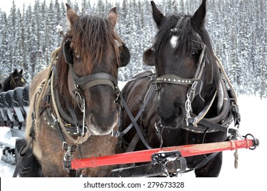 2,623 Horse carriage snow Images, Stock Photos & Vectors | Shutterstock