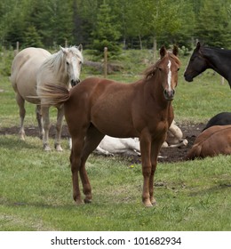 Horses in a ranch, Northern Alberta, Alberta, Canada