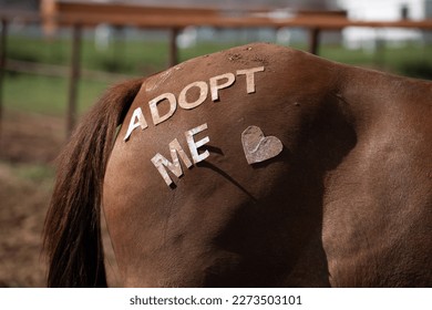 Horses rear end hind quarters or haunches wiht adopt me wording and heart in letters paste on to the horse shot at horse adoption event in Santa fe New Mexico by horse resuce companies horizontal 