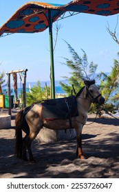 Horses relax waiting for tourists to rent them for horseback riding, on the Cacalan beach, Banyuwangi - Shutterstock ID 2253726047
