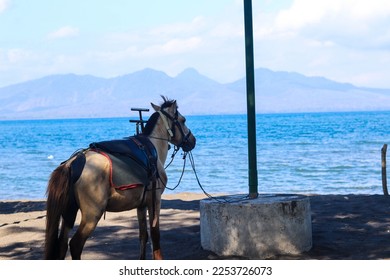 Horses relax waiting for tourists to rent them for horseback riding, on the Cacalan beach, Banyuwangi - Shutterstock ID 2253726073