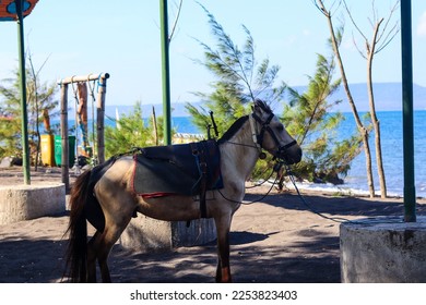 Horses relax waiting for tourists to rent them for horseback riding, on the Cacalan beach, Banyuwangi - Shutterstock ID 2253823403
