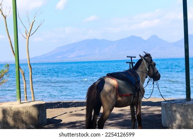 Horses relax waiting for tourists to rent them for horseback riding, on the Cacalan beach, Banyuwangi - Shutterstock ID 2254126599