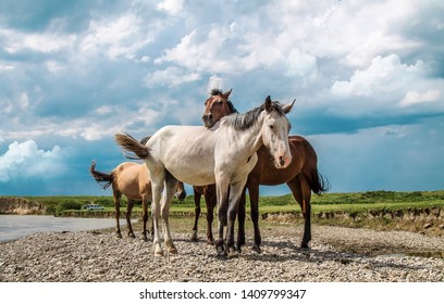 馬 かっこいい の写真素材 画像 写真 Shutterstock