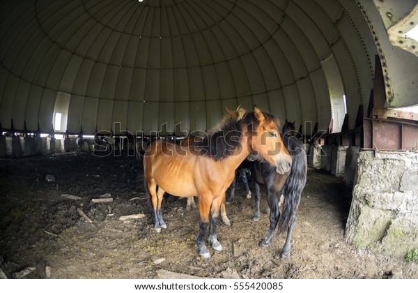 Horses Resting Abandoned Glass Dome Strategic Stock Photo Edit