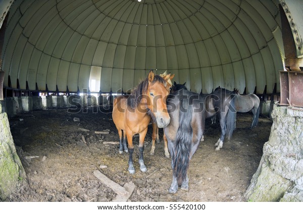 Horses Resting Abandoned Glass Dome Strategic Stock Photo Edit