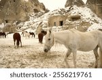 Horses are resting in the snowy ranch yard with the stone cave backdrop in Cappadocia, Turkiye