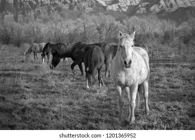 Horses Roam Near Utah Lake In Saratoga Springs, Utah. This Particular Horse Caught My Eye As He Stood Out From His Friends. 