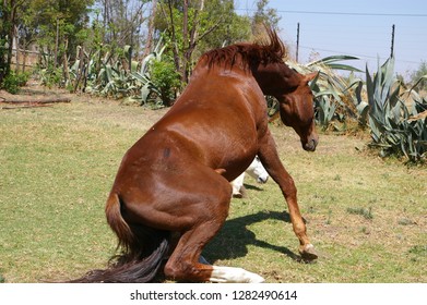 Horses rolling and preparing to roll