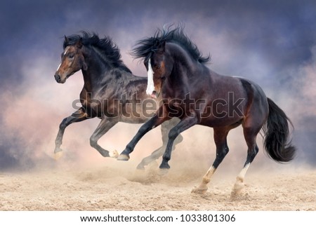 Horses run in desert fast