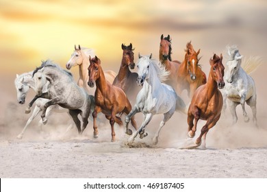 Horses run gallop in dust against sunset sky