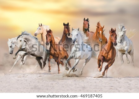 Horses run gallop in dust against sunset sky