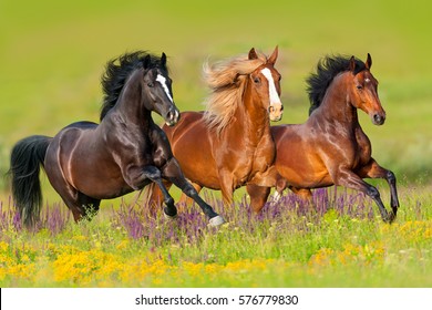 Horses run gallop in flower meadow 