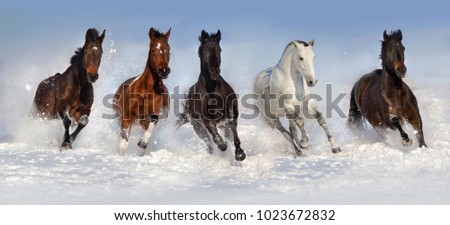 Horses run in winter snow field over blue sky