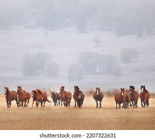 horses running across the steppe, dynamic freedom herd - Shutterstock ID 2207322631