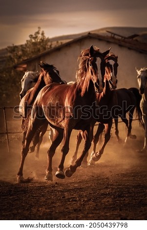 horses running around in the farm. Horses running on the farm in Cappadocia.