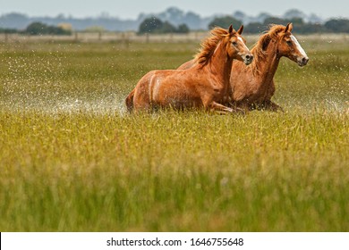 Horses running fast through marsh
