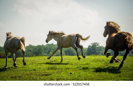 Horses Running In A Field