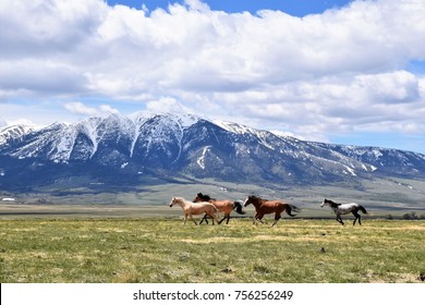 Horses running free in meadow with snow capped mountain backdrop 