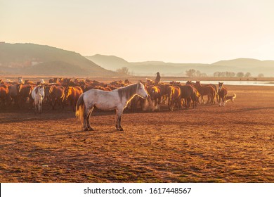 Horses running and kicking up dust with a shepherd on horse.  Dramatic landscape of wild horses (Yilki horses) running in dust.