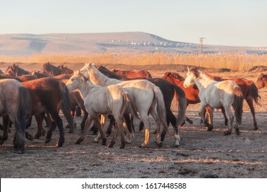 Horses running and kicking up dust with a shepherd on horse.  Dramatic landscape of wild horses (Yilki horses) running in dust.