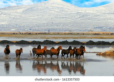 Horses Running Near Water. More Than One Horse Running. There Are Mountains In The Back. Cloudy Sky