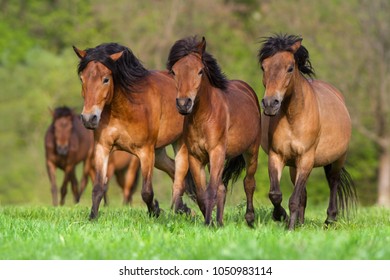 Horses running in a pasture in the spring.